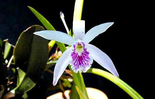 Laelia lundii